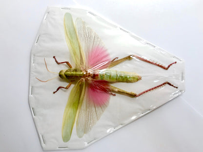 Citrus Locust or Grasshopper Chondracris rosea rosea Female Real Insect Taxidermy
