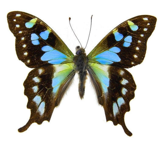 Butterfly Graphium stresemanni Spread or Folded Male Real Insect Taxidermy