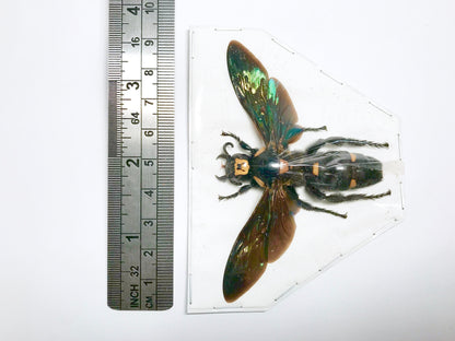 Giant Scoliid Wasp Megascolia procer javanensis Female Spread Real Insect Taxidermy