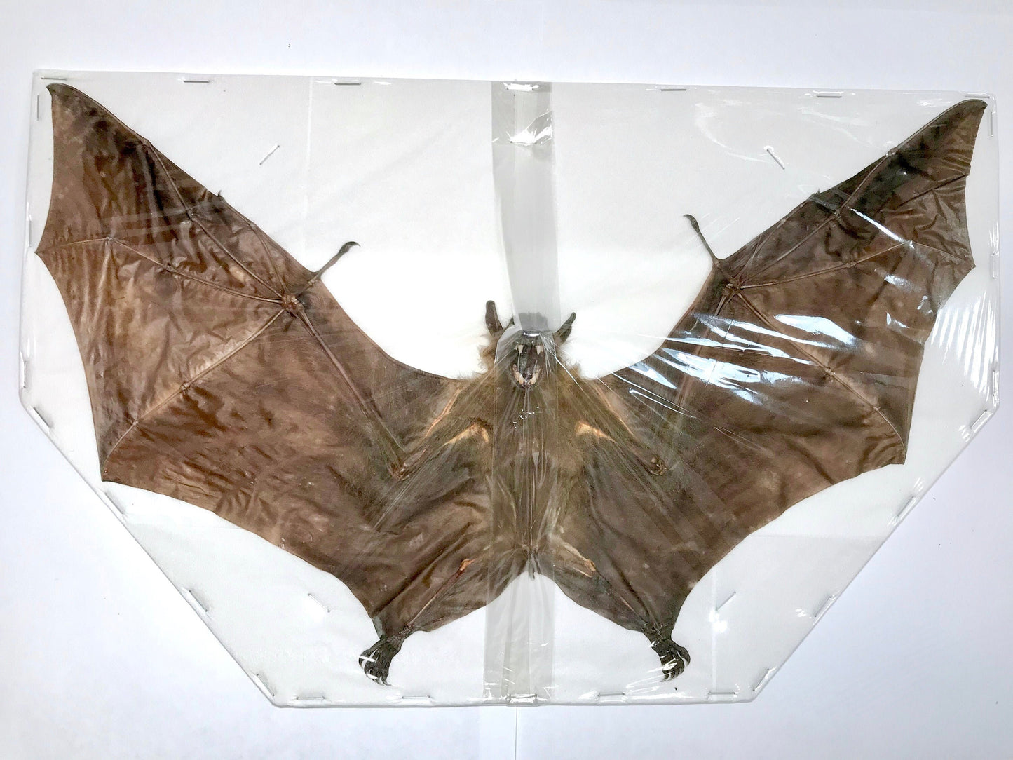 Greater Short-Nosed Fruit Bat Cynopterus sphinx Spread Real Preserved Taxidermy