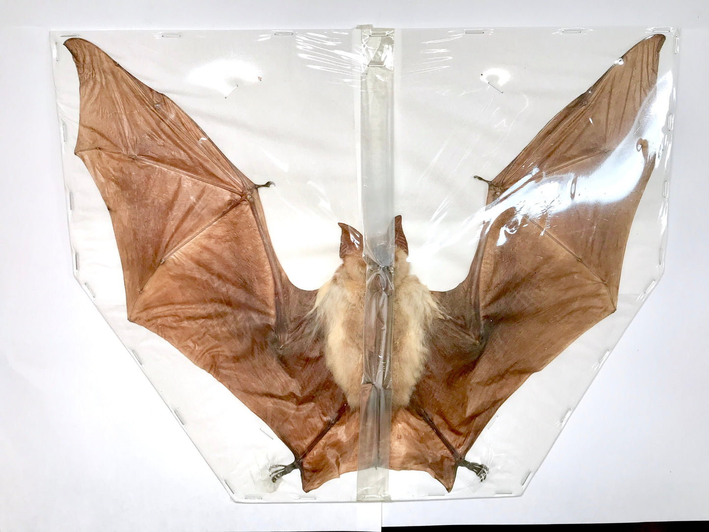 Diadem Leaf-Nosed Diadem Roundleaf Bat Hipposideros diadema Spread Real Preserved Taxidermy