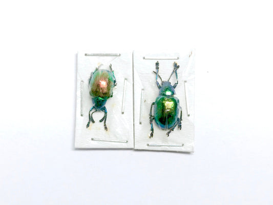 Green Leaf Beetle Platycorynus sp1 Real Insect Taxidermy 2 pack
