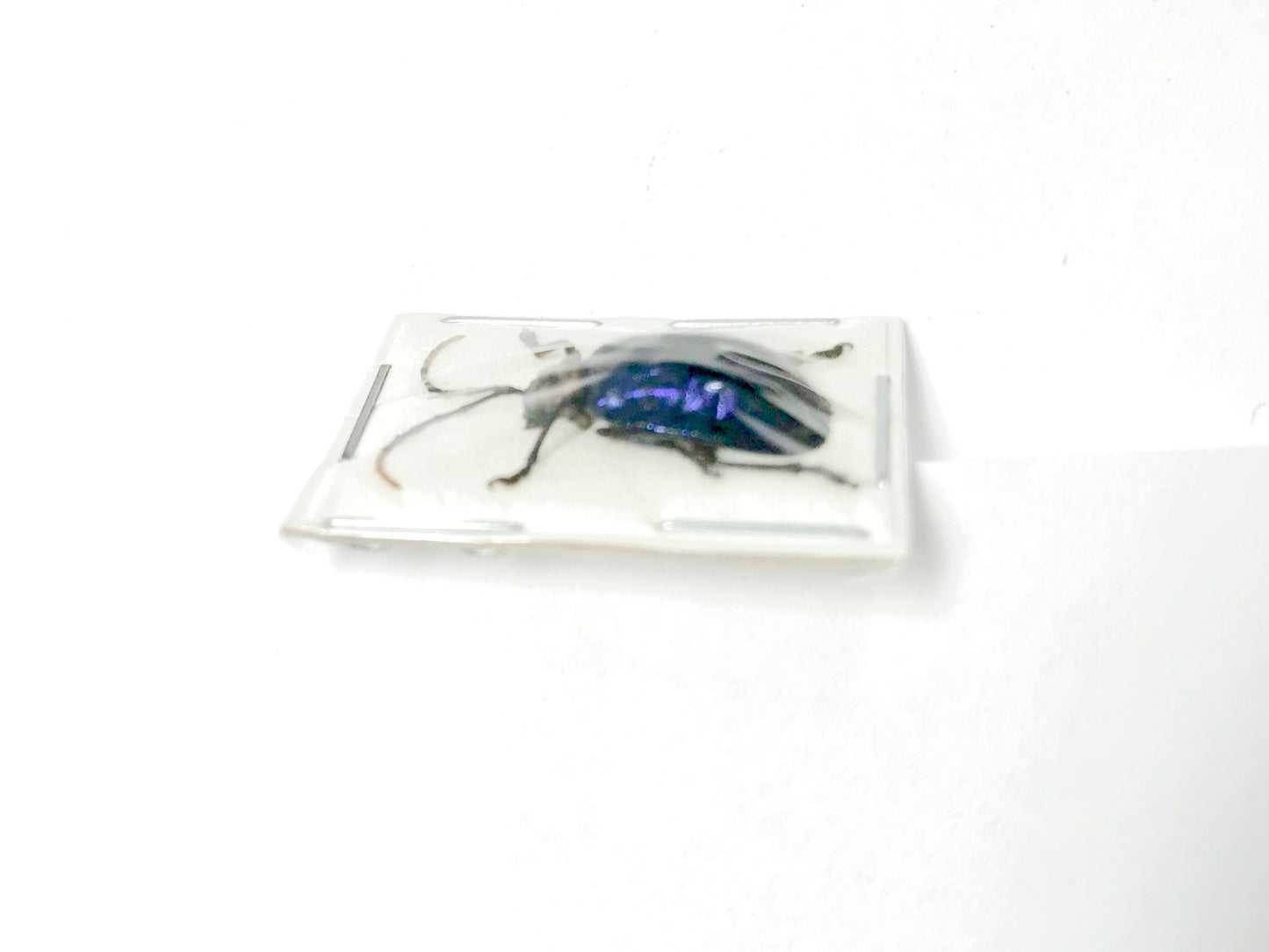 Blue Purple Leaf Beetle Chrysomelidae sp6 Real Insect Taxidermy 10 pack or Single