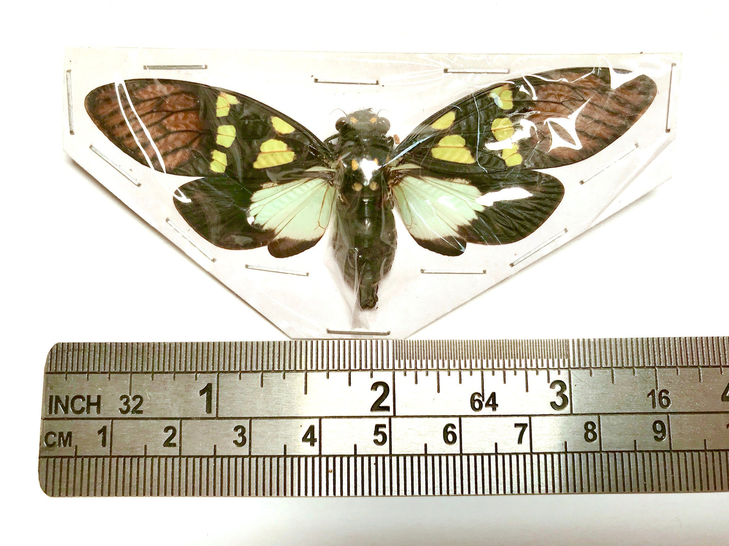 Cicada Gaeana cheni Spread Real Insect Taxidermy