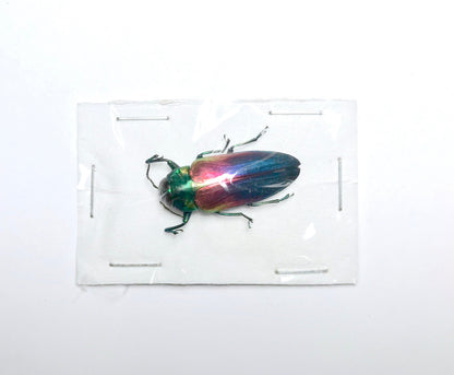 Tricolor Metallic Wood-boring Beetle var. 2 Belionota tricolor Real Insect Taxidermy