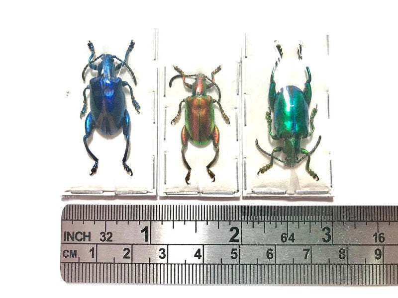 Frog-legged Beetle Sagra longicollis Real Insect 3 Pack A-/A2 Condition