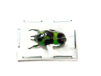 Scarab Flower Beetle Mystroceros rouyeri Real Insect Taxidermy