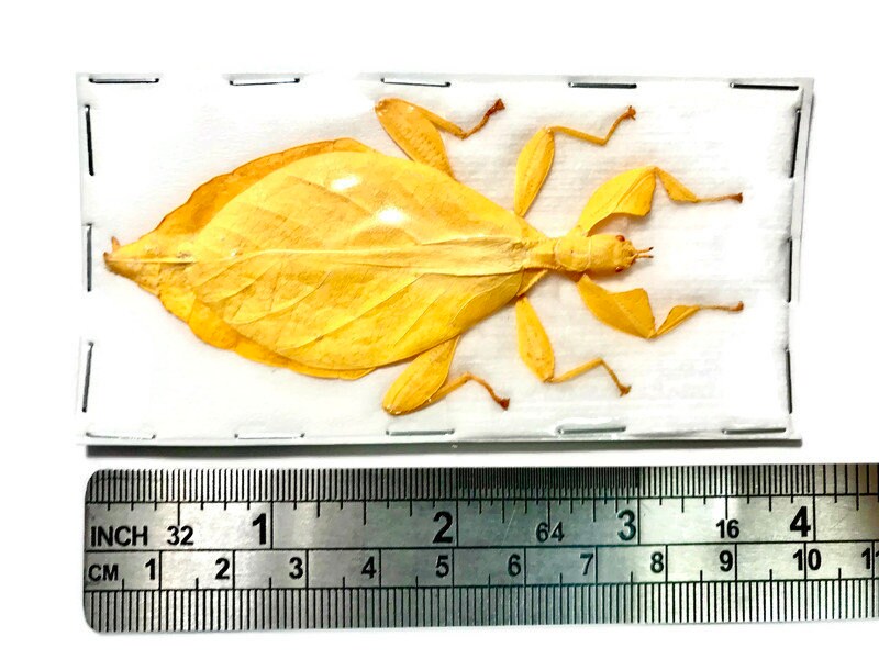 Hausleithneri's Stick Leaf Insect Phyllium hausleithneri Yellow Female Real Insect Taxidermy
