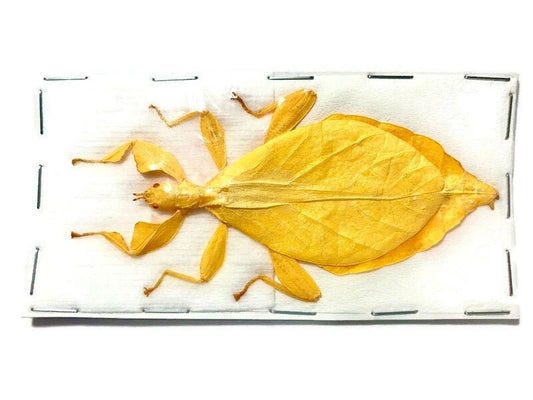 Hausleithneri's Stick Leaf Insect Phyllium hausleithneri Yellow Female Real Insect Taxidermy