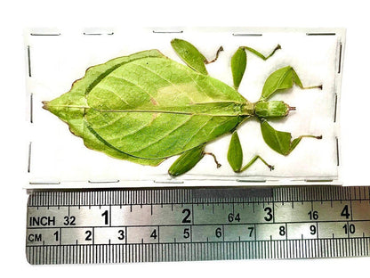 Hausleithneri's Stick Leaf Insect Phyllium hausleithneri Green Female Real Insect Taxidermy