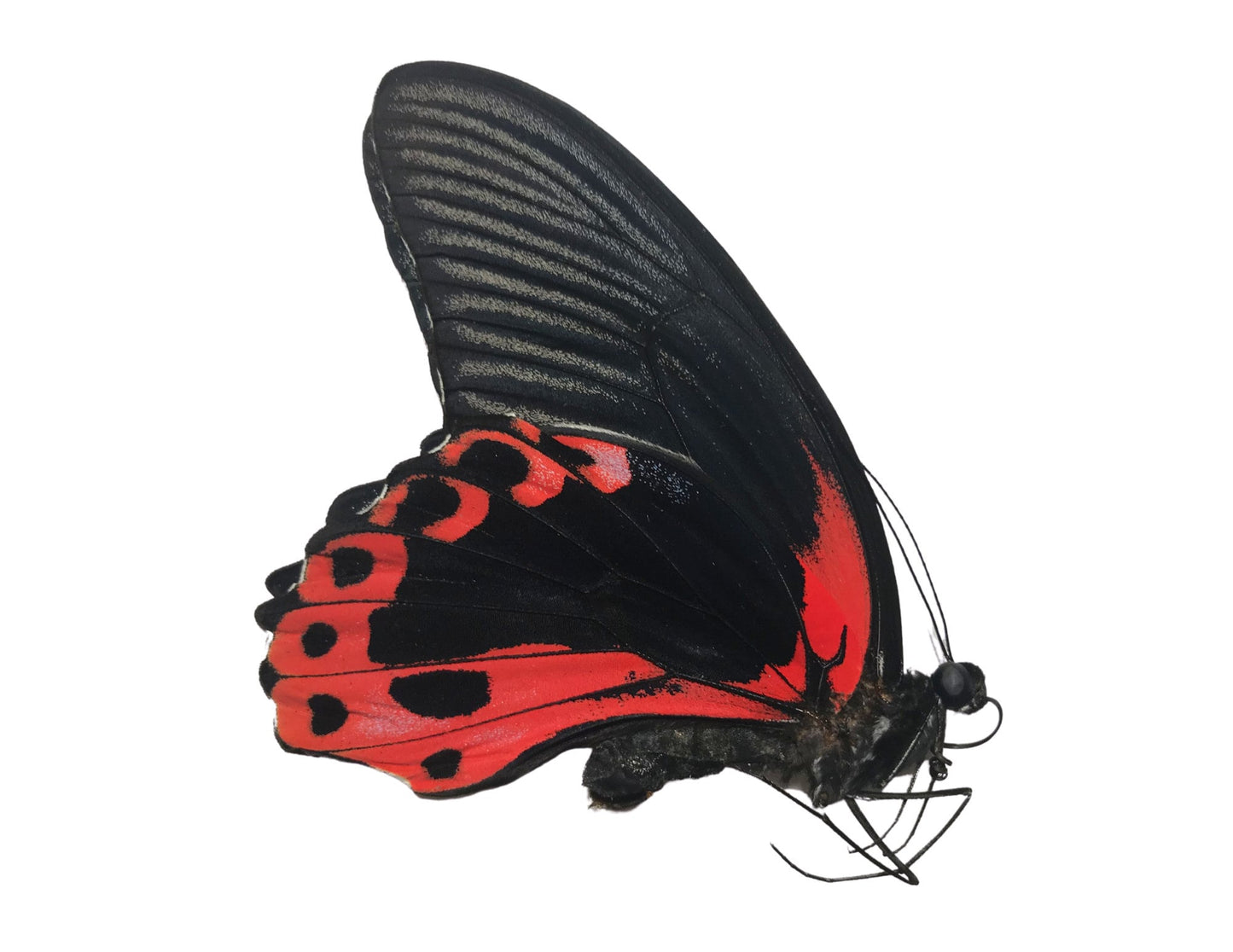 Scarlet Mormon or Red Mormon Swallowtail Butterfly Papilio rumanzovia Real Insect Spread or Folded Taxidermy