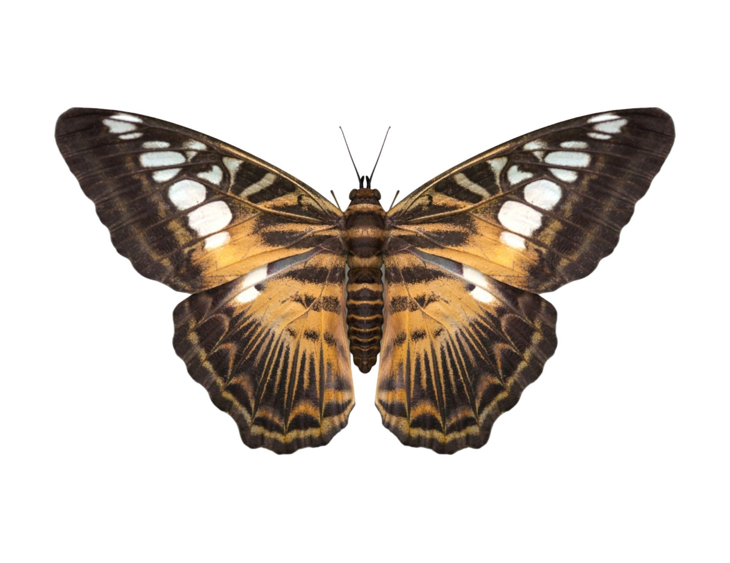 Clipper Butterfly Parthenos sylvia Real Insect Spread or Folded Taxidermy
