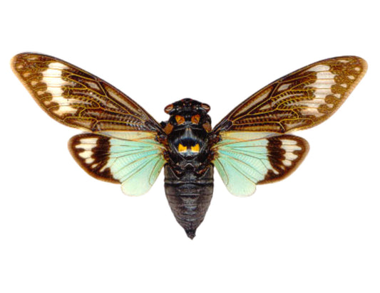 Cicada Tosena splendida Real Insect Spread Taxidermy