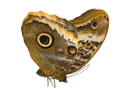 Yellow-Edged Giant Owl Butterfly Caligo atreus atreus Folded Real Insect Taxidermy