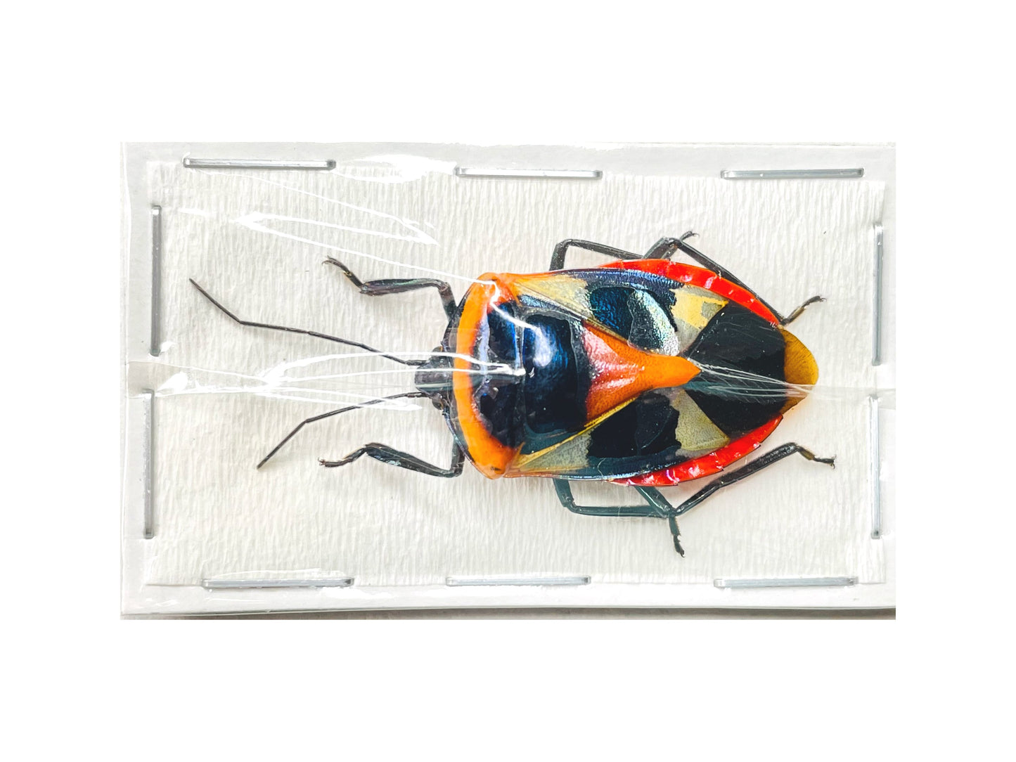 Man Face Bug Catacanthus nigripes Real Insect Taxidermy A2 Condition