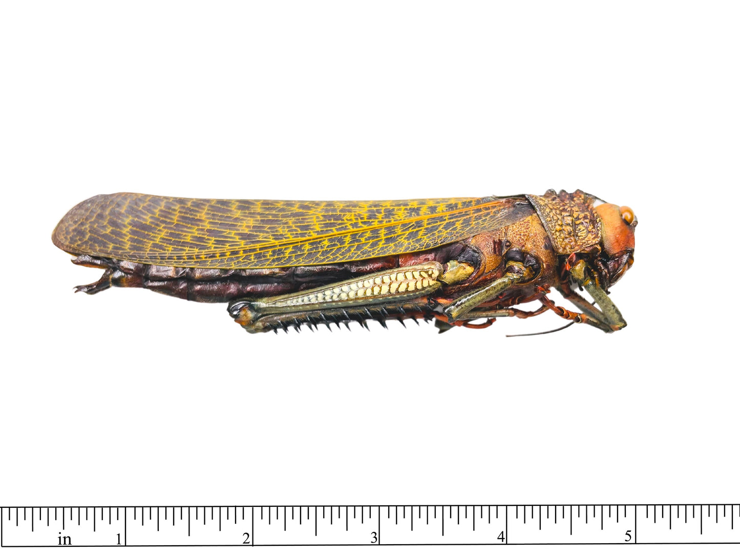 Giant Grasshopper or Locust Tropidacris dux Female Real Insect Taxidermy