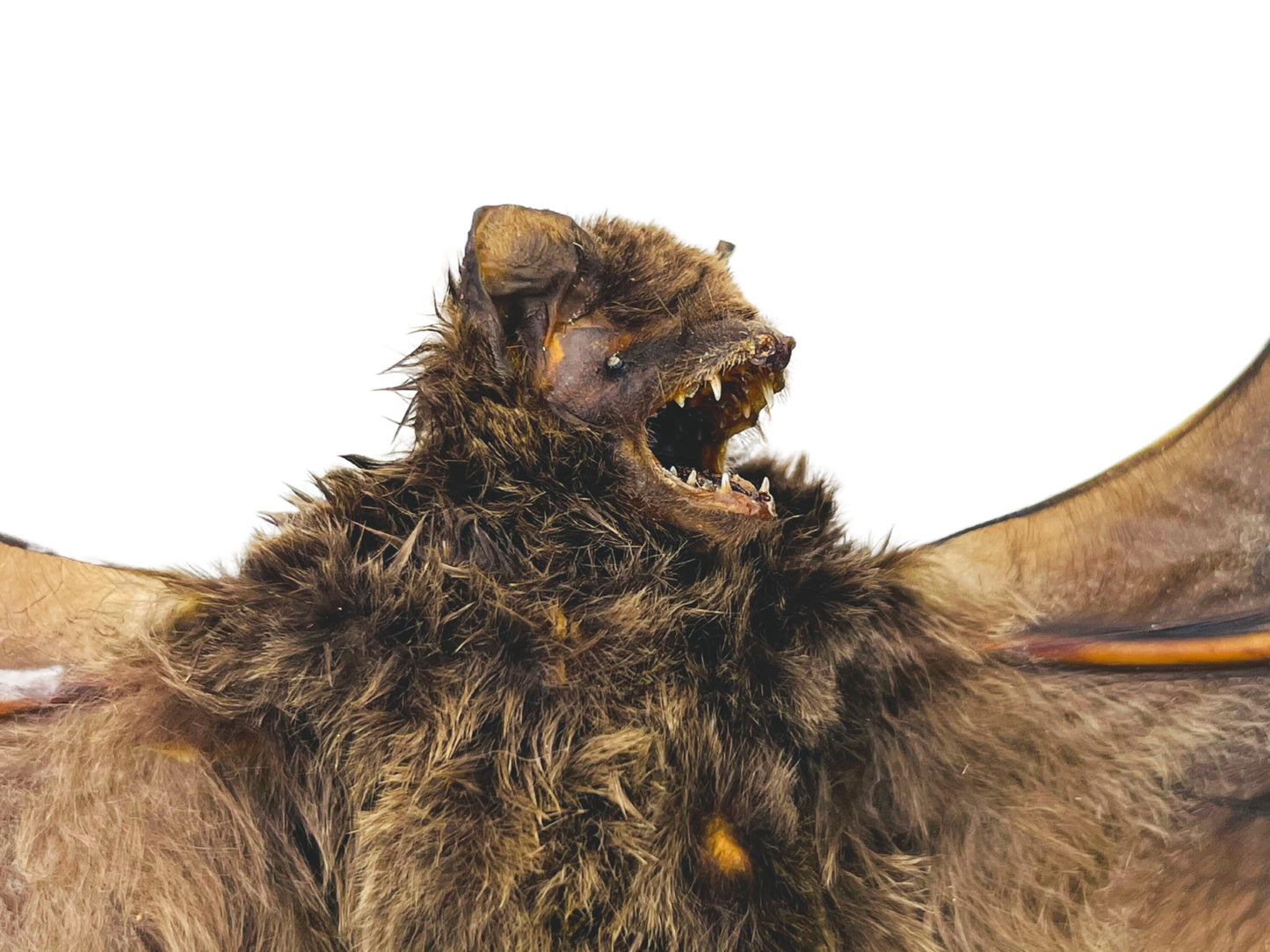 Intermediate Long-Fingered Bat Miniopterus medius Spread Real Preserved Taxidermy * A2 Condition *