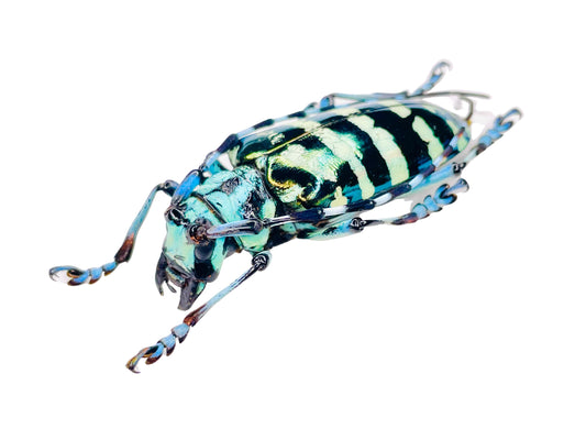 Longhorn Beetle Anoplophora graafi Real Insect Taxidermy