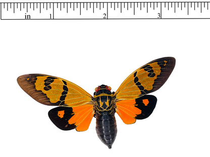Cicada Gaeana festiva Orange Spread Real Insect Taxidermy