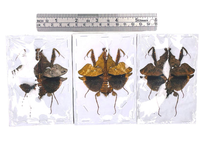 Giant Dead Leaf Mantis Deroplatys lobata Female Spread Real Insect Taxidermy