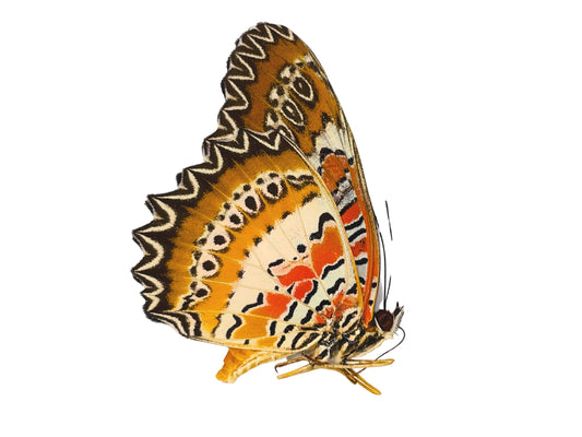 Red Lacewing Butterfly Cethosia biblis insularis Folded Real Insect Taxidermy