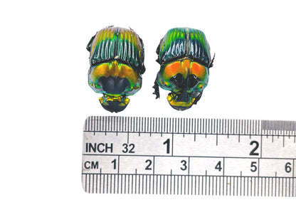 Rainbow Horned Dung Beetle Phanaeus imperator imperator Pair Real Insect Taxidermy