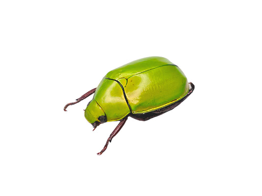 Apple Green Scarab Beetle Anomala dimidiata Real Insect Taxidermy