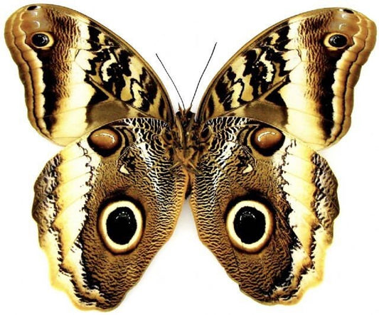 Yellow-Edged Giant Owl Butterfly Caligo atreus atreus Folded Real Insect Taxidermy