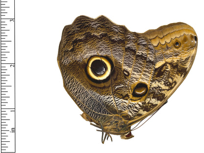 Placid Giant Owl Butterfly Caligo placidianus Folded Real Insect Taxidermy