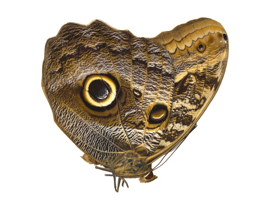 Placid Giant Owl Butterfly Caligo placidianus Folded Real Insect Taxidermy