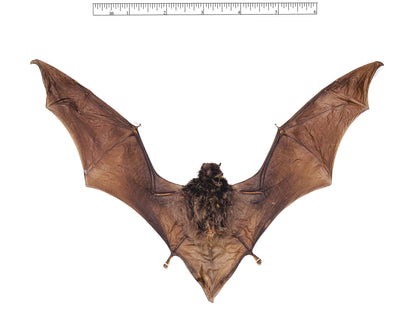 Intermediate Long-Fingered Bat Miniopterus medius Spread Real Preserved Taxidermy * A2 Condition *