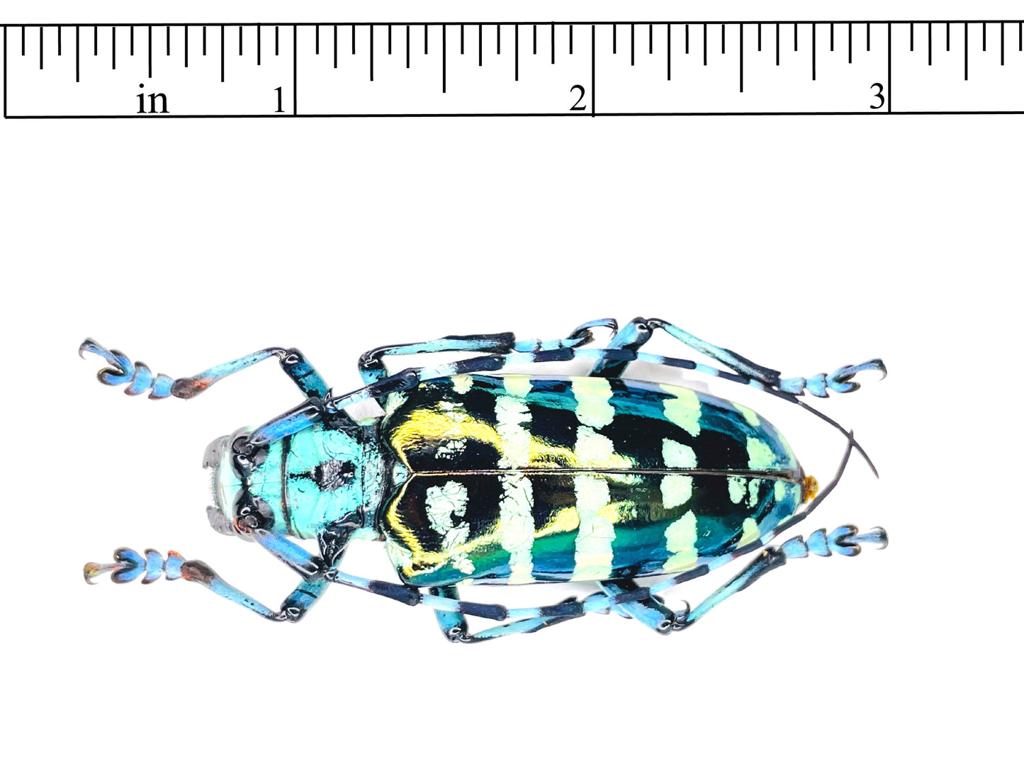 Longhorn Beetle Anoplophora graafi Real Insect Taxidermy