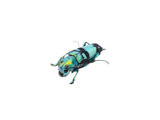 Longhorn Beetle Glenea celestis Real Insect Taxidermy