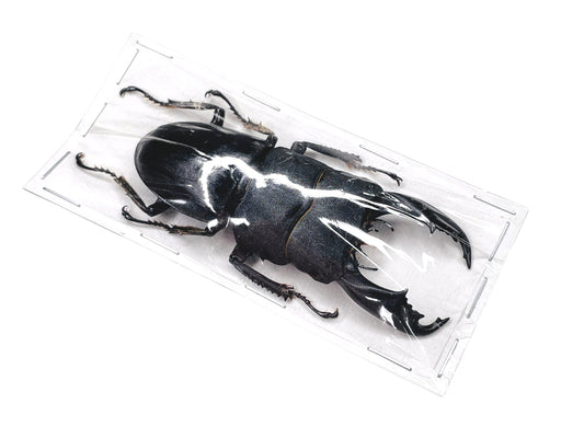 Stag Beetle Dorcus titanus typhon Male Real Insect Taxidermy