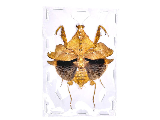 Giant Dead Leaf Mantis Deroplatys lobata Female Spread Real Insect Taxidermy