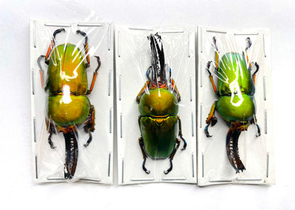 Sawtooth Stag Beetle Lamprima adolphinae Male Real Insect 10 Pack or Single