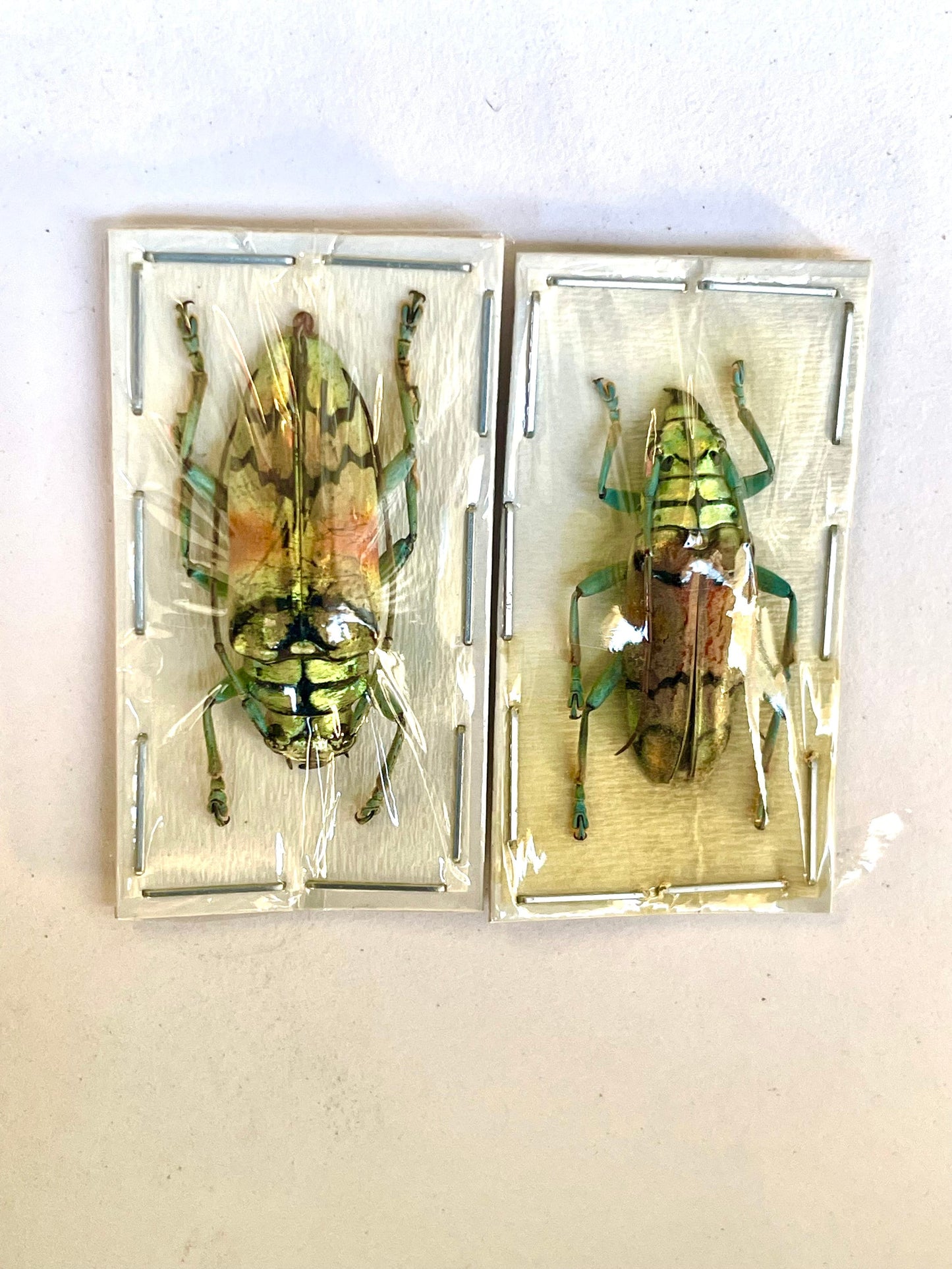 Longhorn Beetle Tmesisternus rafaelae Real Insect Metallic Gold Green A2 Condition