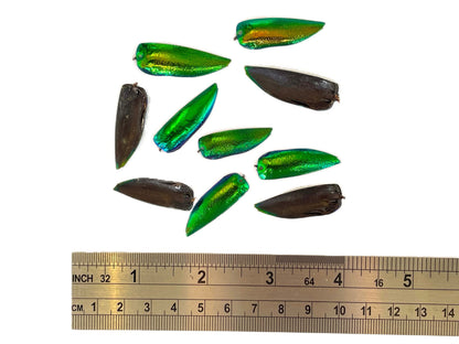 Jewel Beetle Sternocera ruficornis Elytra Shield Real Insect Green Iridescent Metallic Jewelry Earring Necklace Making Supplies 10 Pack