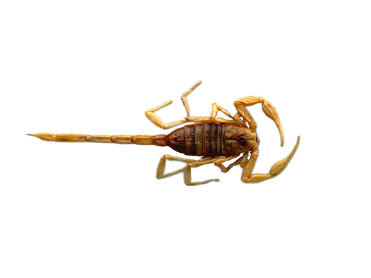 Baby Scorpion Real Preserved Taxidermy Specimen