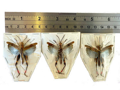 Blue Grasshopper or Locust Traulia azureipennis Spread Real Insect Taxidermy