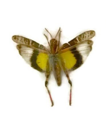 Grasshopper Locust Gastrimargus africanus parvulus Spread Male Real Insect